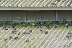 Pigeons-on-the-roof.jpg  