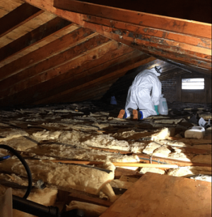 Absolute Mold Remediation Ltd. 1.png  