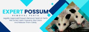 possum-removal-perth.jpg  