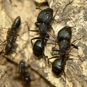 Ants Control.jpg  