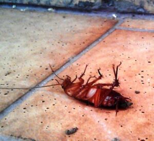 Cockroach-Pest-Control-Perth.jpg  