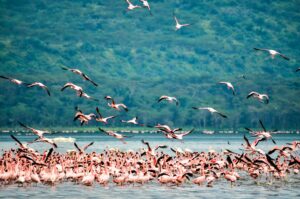 Lake Nakuru.jpg  