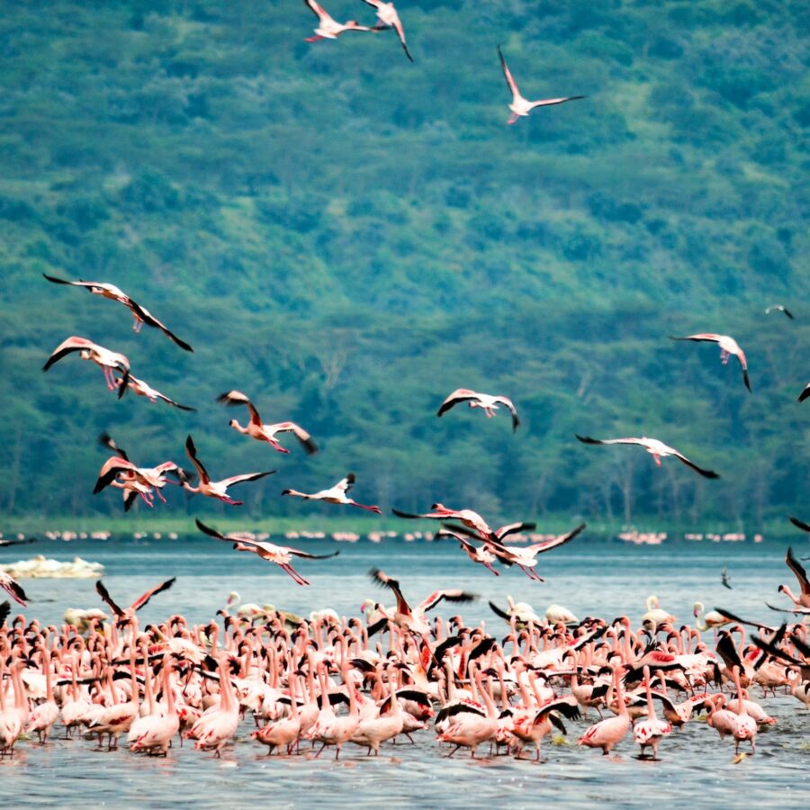 Lake Nakuru.jpg
