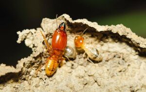 Master Termite Control Melbourne.jpg  