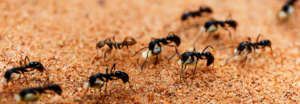 ant image.png  