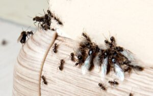 ant-treatment-beenleigh.jpg  