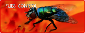 flies-control.png  