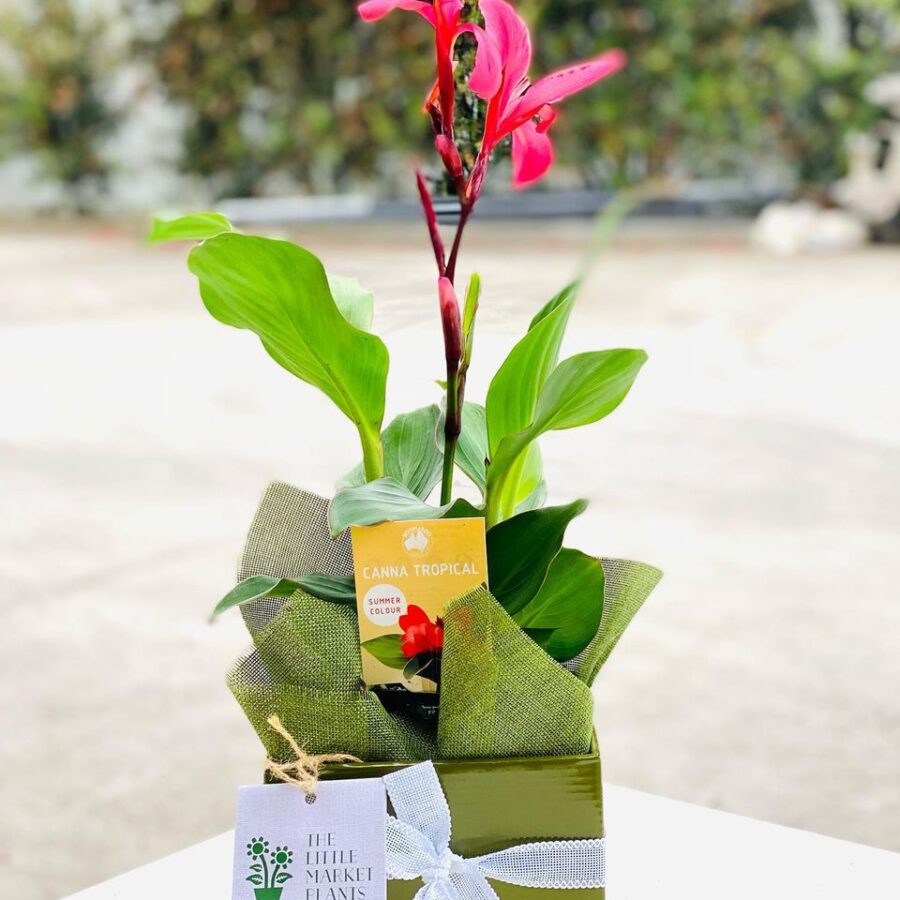 plants delivery Melbourne The little market plants « WagPod