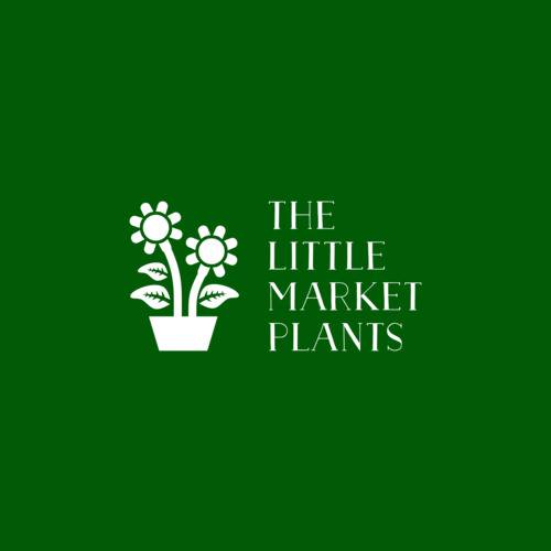 plants delivery Melbourne The little market plants « WagPod