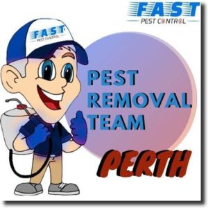 pest-control-perth.jpg  