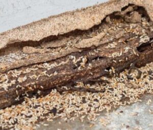 termite-treatment-and-inspection-beenleigh.jpg  