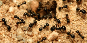 ants image.jpg  