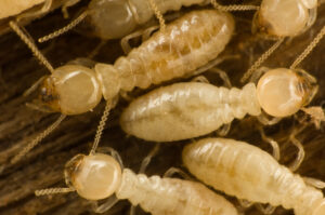 Termite Control.jpg  