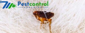 Flea pest control Adelaide 2.jpg  