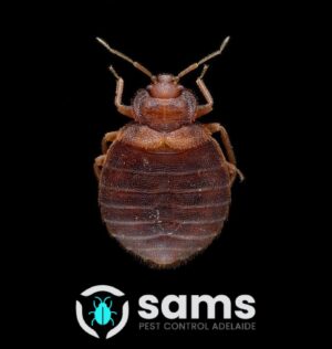 Sams Bed Bug Control Adelaide (7).jpg  