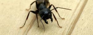 Thornhill-Pest-Control-What-Are-Carpenter-Ant-Predators.jpg  