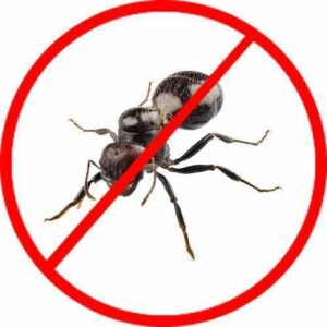 ant-control-services-500x500.jpg  