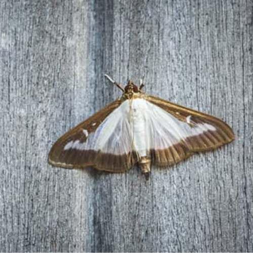 City Wide Moth Control Sydney « WagPod