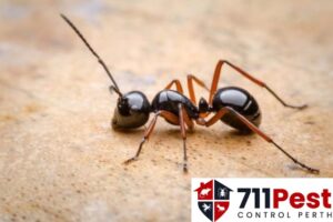 711 Ant Control Perth.jpg  