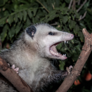 Possum Removal (3).png  