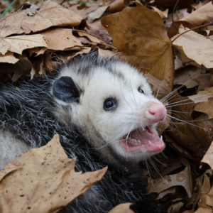 Possum Removal (4).png  