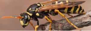 Wasp Removal  (2).png  