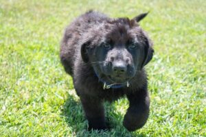 Black-German-Shepherd-Puppies-For-Sale-3.jpg.jpg  