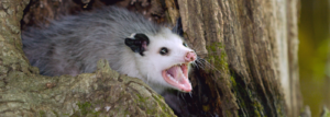 Possum Removal .png  