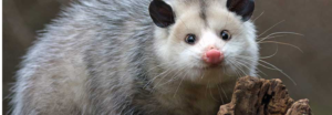Possum Removal (1).png  