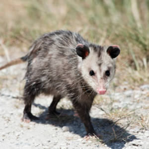 Possum Removal  (2).png  