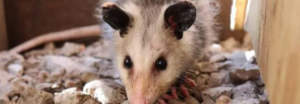 Possum Removal.png  