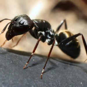 Ant Control (1).png  