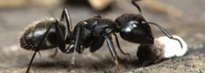 Ant Control (2).png  